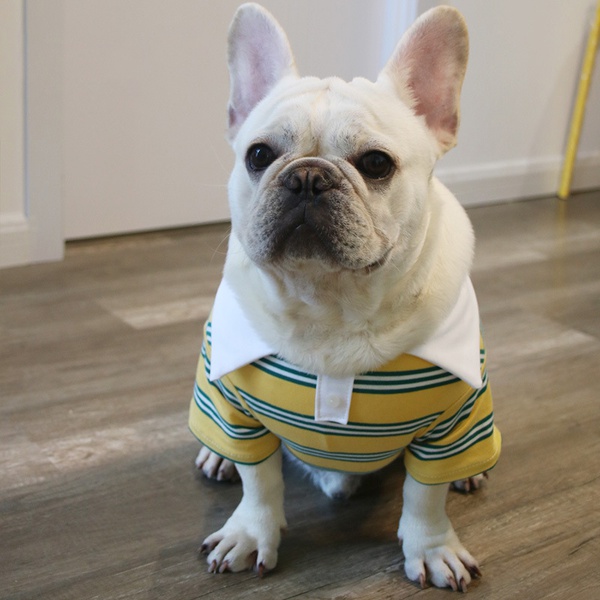 Three-color Striped Shirt for Your Pet